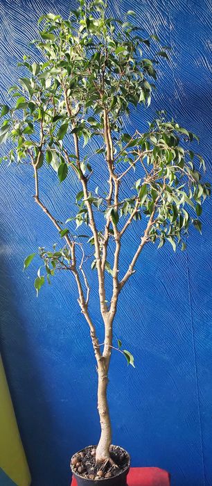 бонсай карликовое дерево