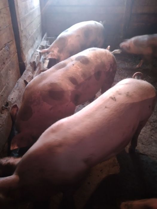 Продам Свині Мясної породи 120-150кг
