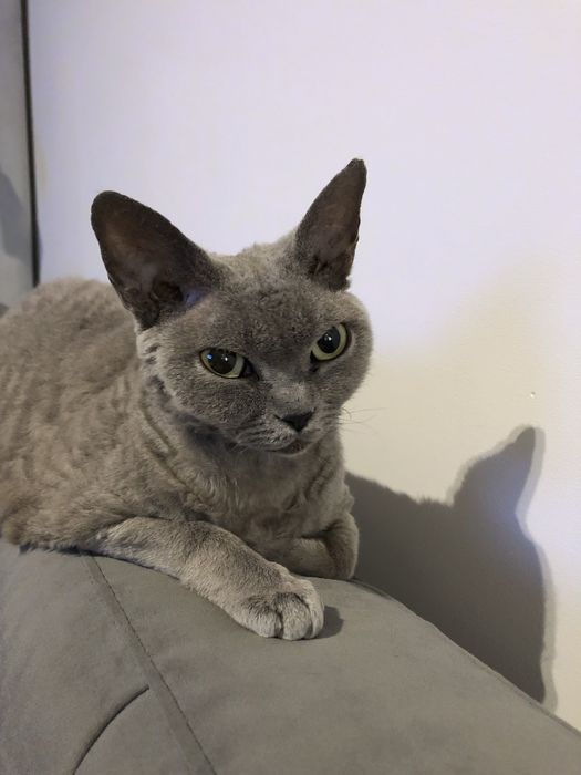 Devon Rex kot i kotka