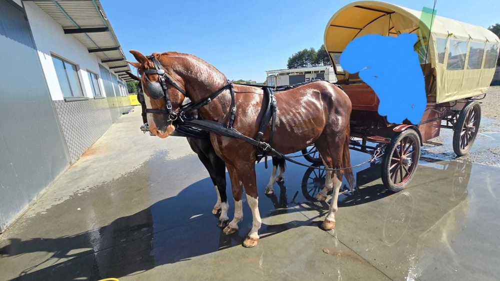 Sprzedam Konia  wałacha