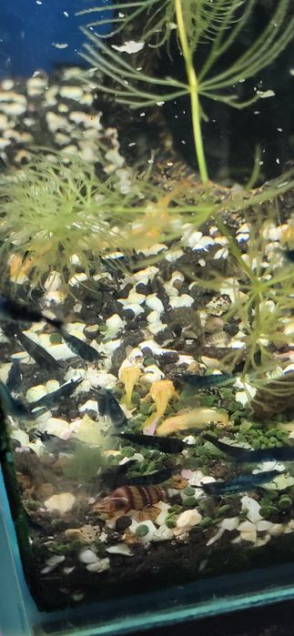 Krewetki Blue Velvet neocardina