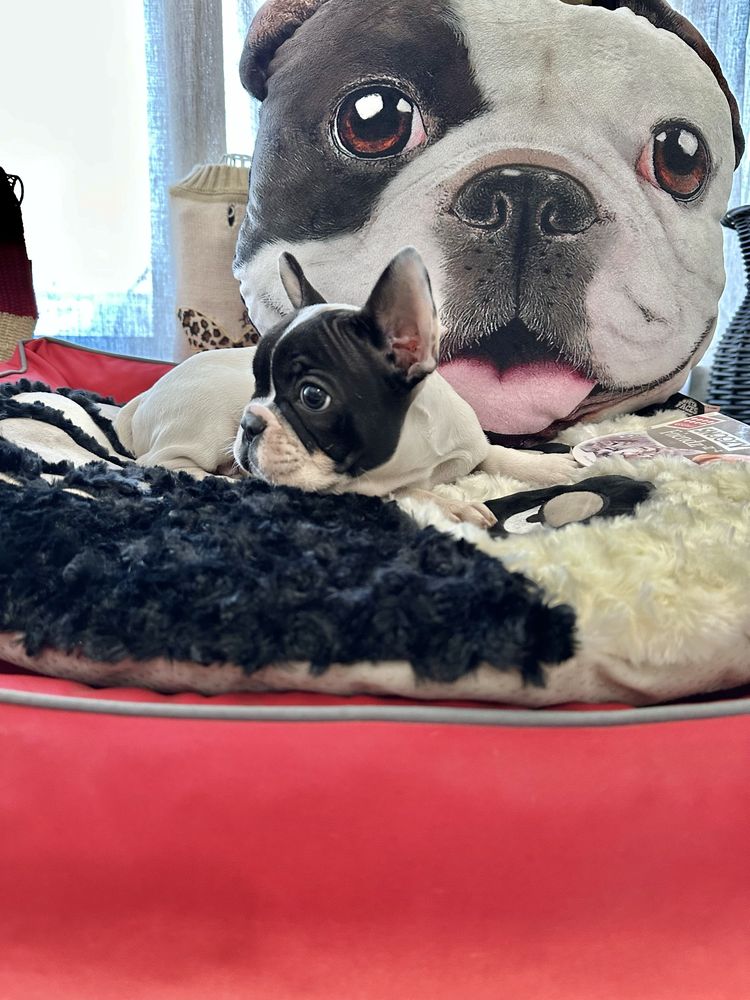 Bulldog Frances menino lindo