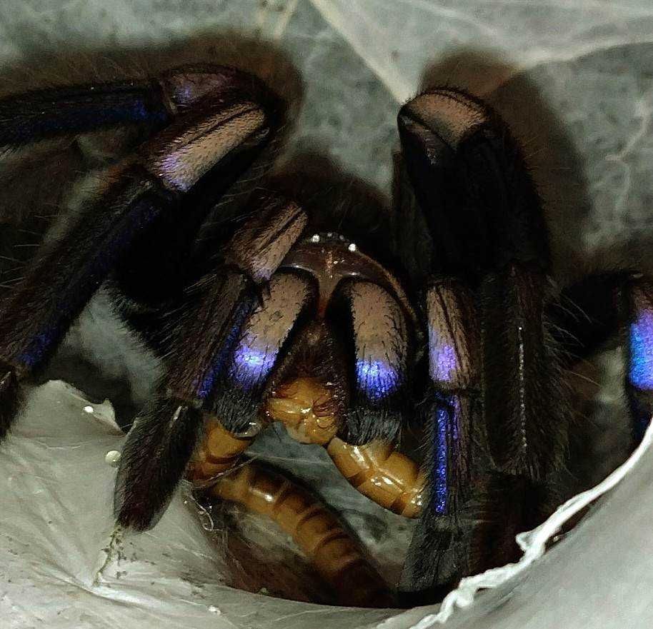 Chilobrachys natanicharum (ex. electric blue) L3