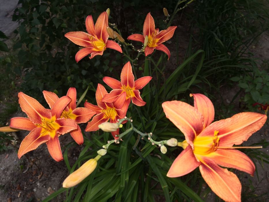 Liliowiec, liliowce kwiaty