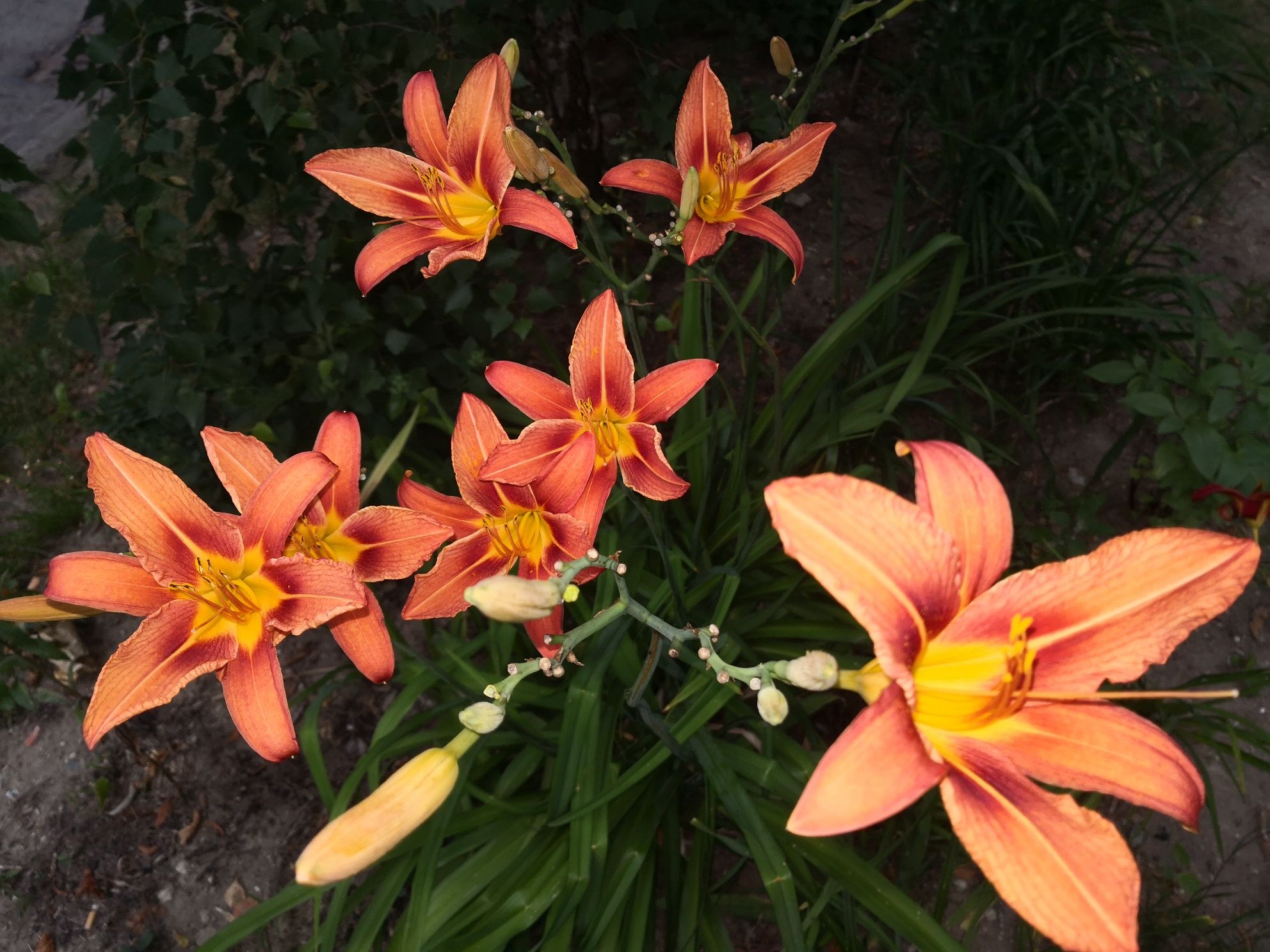Liliowiec, liliowce kwiaty