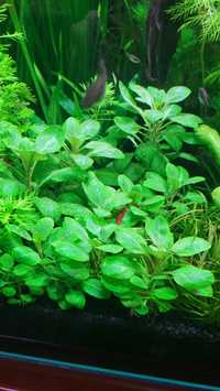 Rośliny Akwariowe - Lobelia cardinalis mini