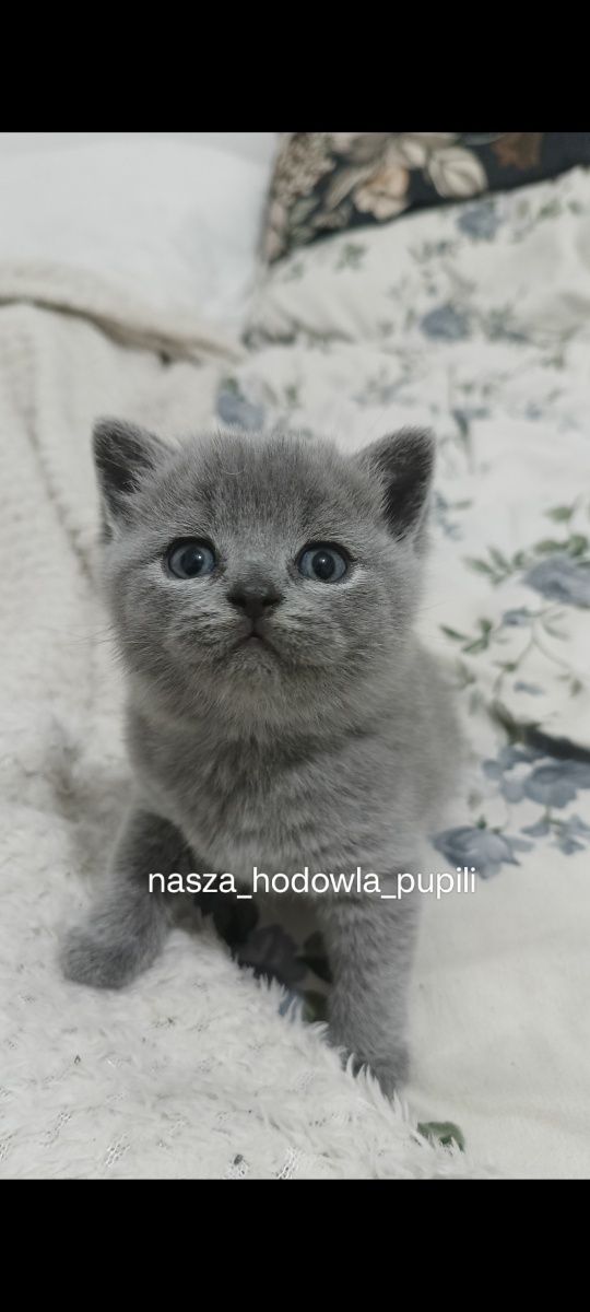 Kocurek niebieski brytyjski krótkowłosy