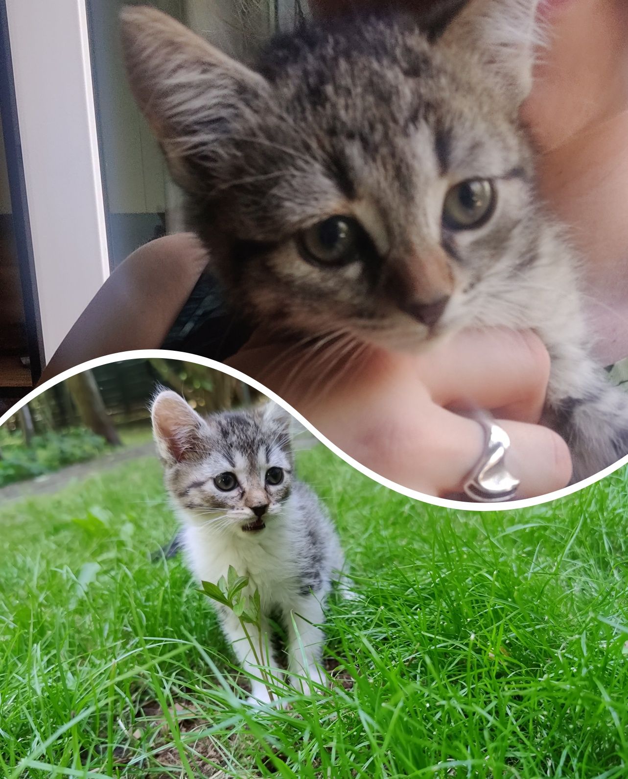 10 tygodniowe kotki do adopcji