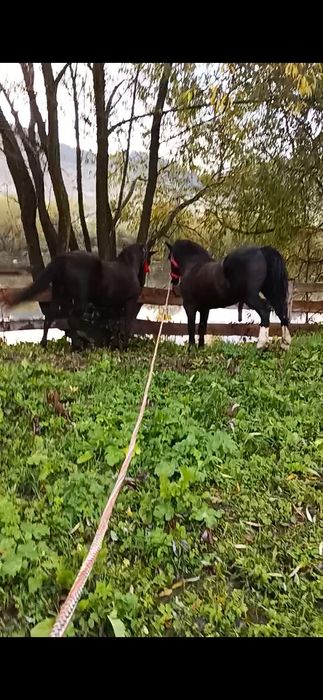 Кобила 12років робоча