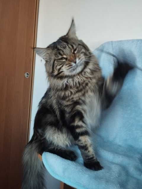 MAINE COON OKAZJA! Wyjątkowa kotka rodowód FPL,zdrowa,towarzyska