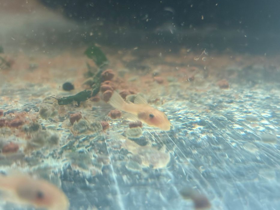 Ancistrus L144 lemon eyes