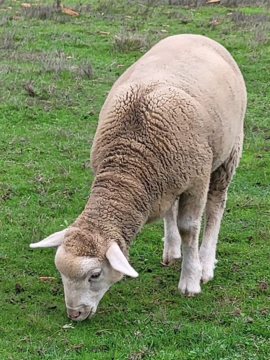 Borregos cruzados de Ile de France