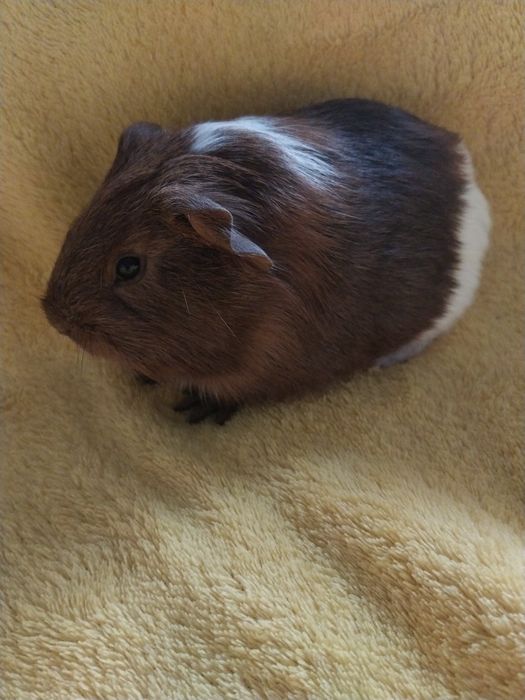 Świnka morska-samiczka.