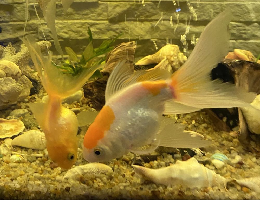 Золота рибка акваріумна риба