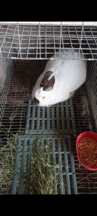 Кролі каліфорнійці та полтавське срібло