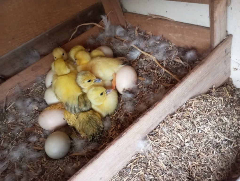 Patos mudos adultos para criação