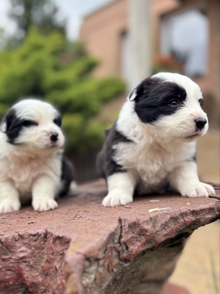 Border collie suczka z rodowodem