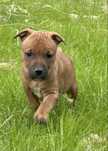 Apbt american pit bull terrier