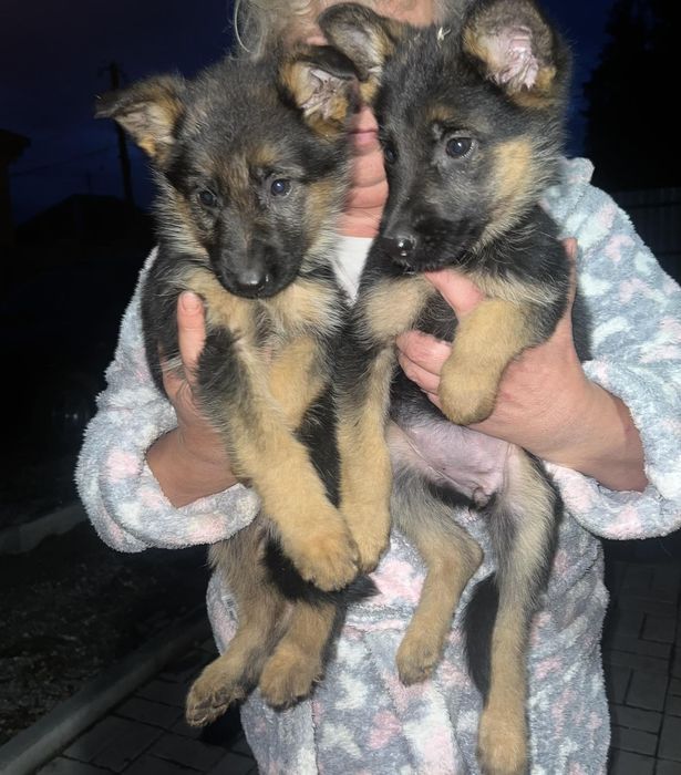 Німецькі вівчарки стандарт