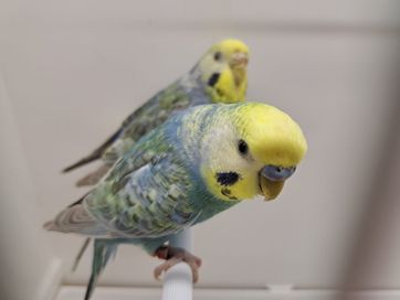 Papugi Papużki faliste Tęczowe 1