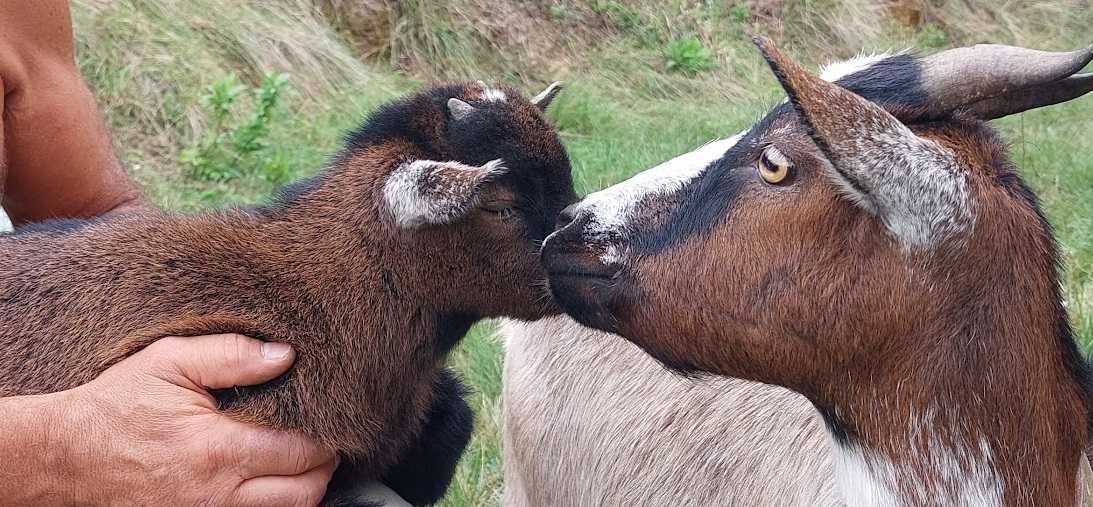 Cabras anãs (domesticadas)