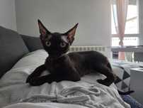 Kotka devon rex czarna