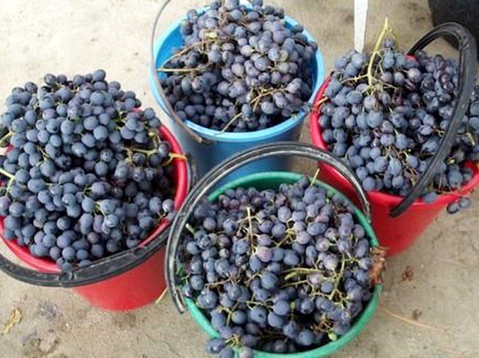 Сік Виноградний ( сорт Молдова)