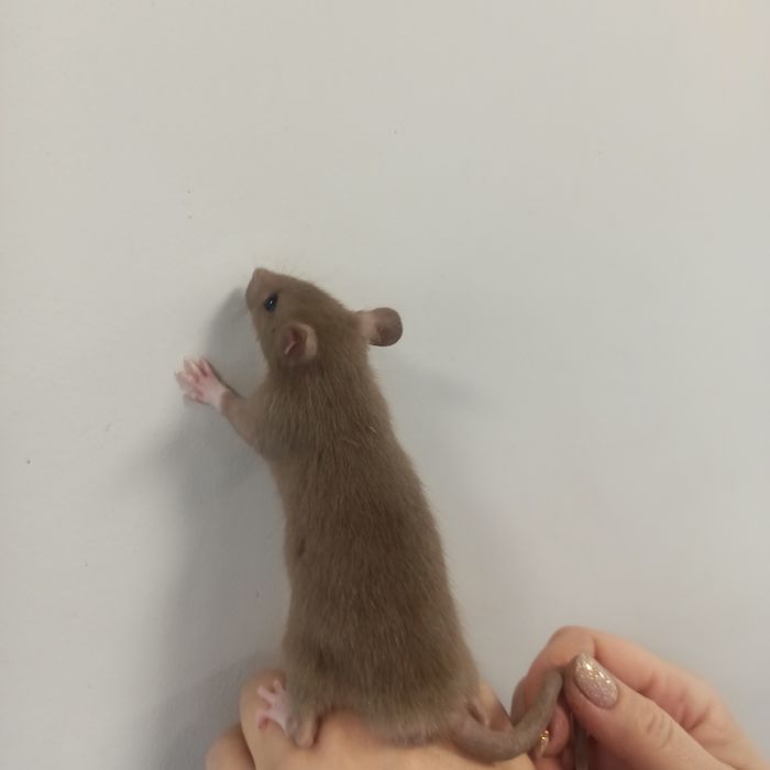 Крыса Брауни, Хаски, Сфинкс, чёрные.