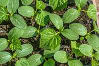 Muda de pepino/ cucumber seedling