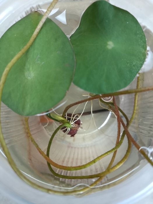 Семена лотоса для аквариумов и водоемов