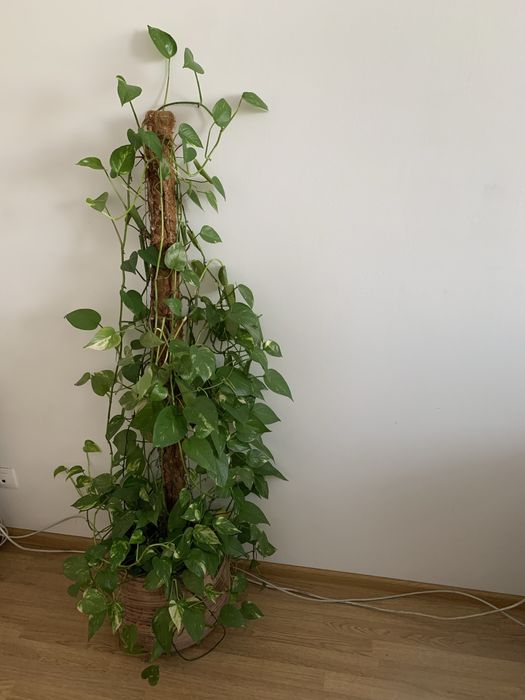 Комнатное растение