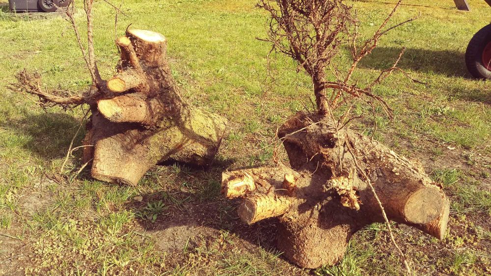 Korzenie, pnie drzewa świerk, ozdoba, korzeń, pień, ogród