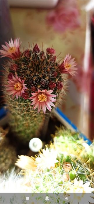 Продам кактусы Маммиллярия... Смотрите и другие объявления