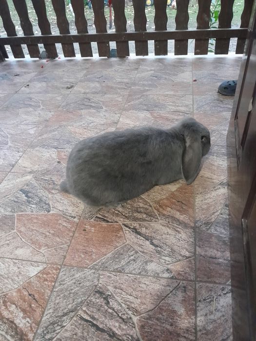 Sprzedam samice krolika