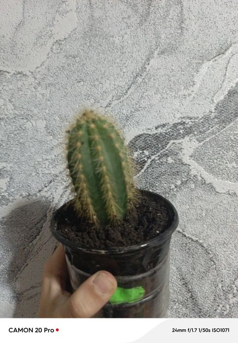 Продам кактус за 80 повна предоплата