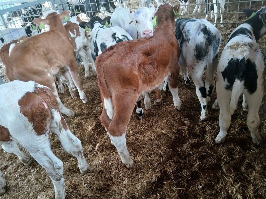 Byczki mięsne oraz krzyżówki samodzielne