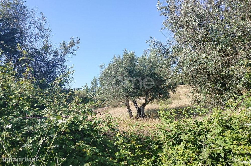 Vende-se terreno rústico em Cunheira, Alter do Chão