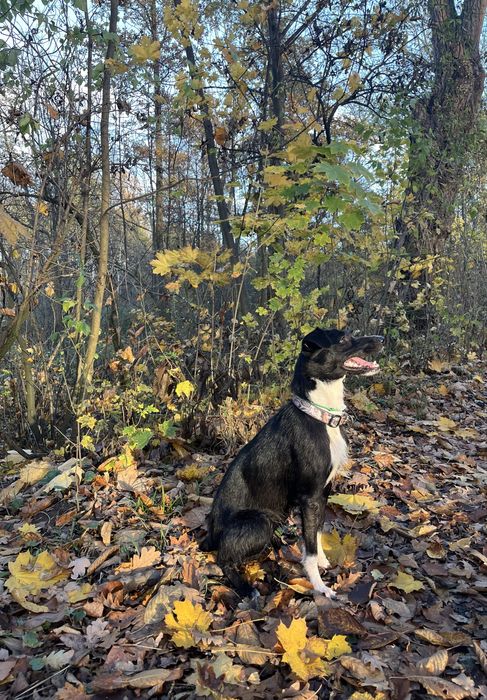 pilnie oddam suczke w dobre rece