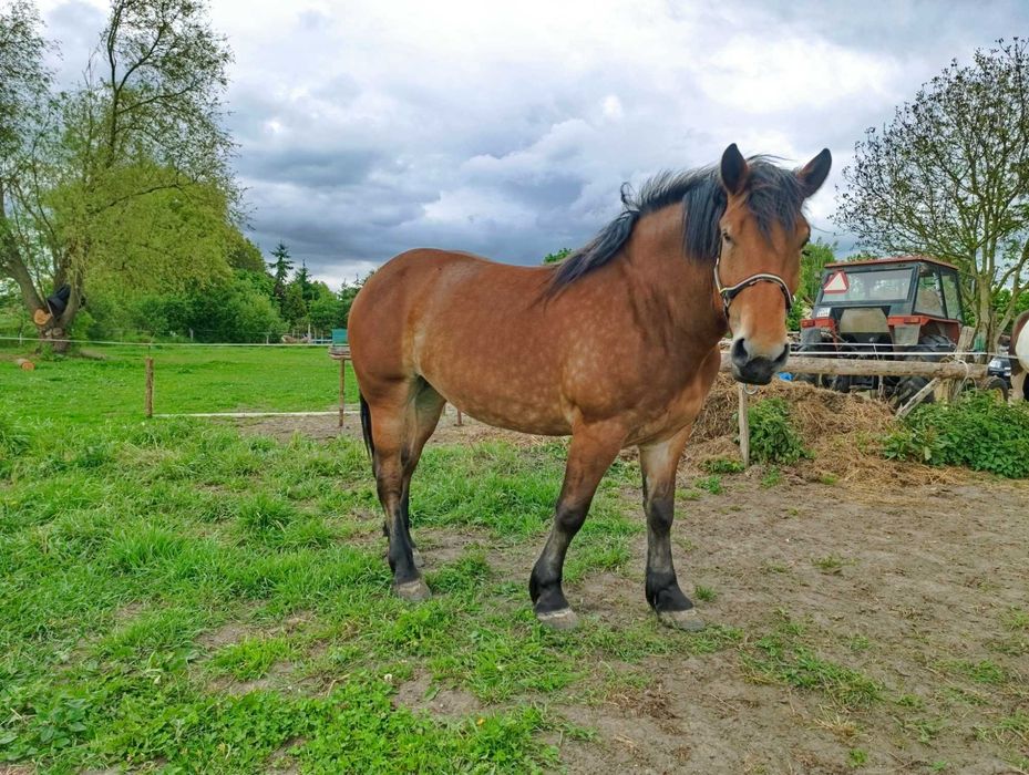 GNIADA klacz 3 lata GNIADOSROKATA klacz 7 lat CIEMNOGNIADA klacz 3 lat