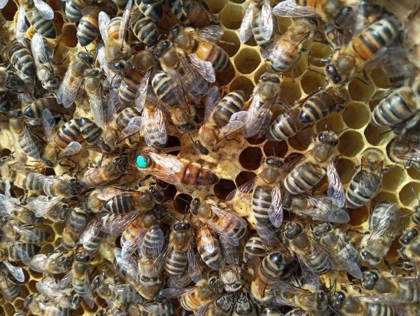 Продаются по месту Отводки пчел, пчелоотводки  Пчелопакеты