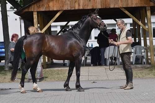 PILNIE NOWA CENA Roczna klaczka welsh part bred 145 cm