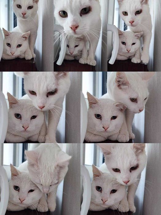 Gatinhos brancos para adoção