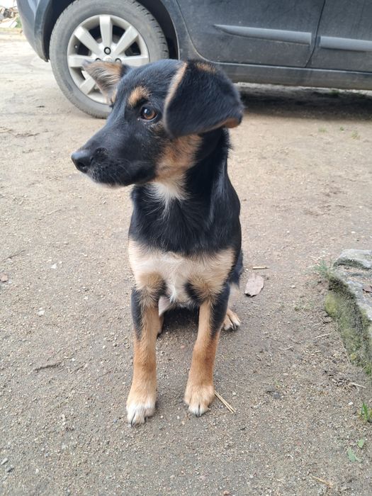 Oddam za darmo w dobre ręce 3 szczeniaki suczki