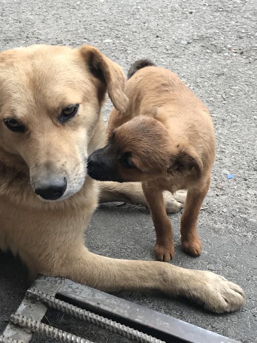 Цуценята в пошуку сім‘ї.