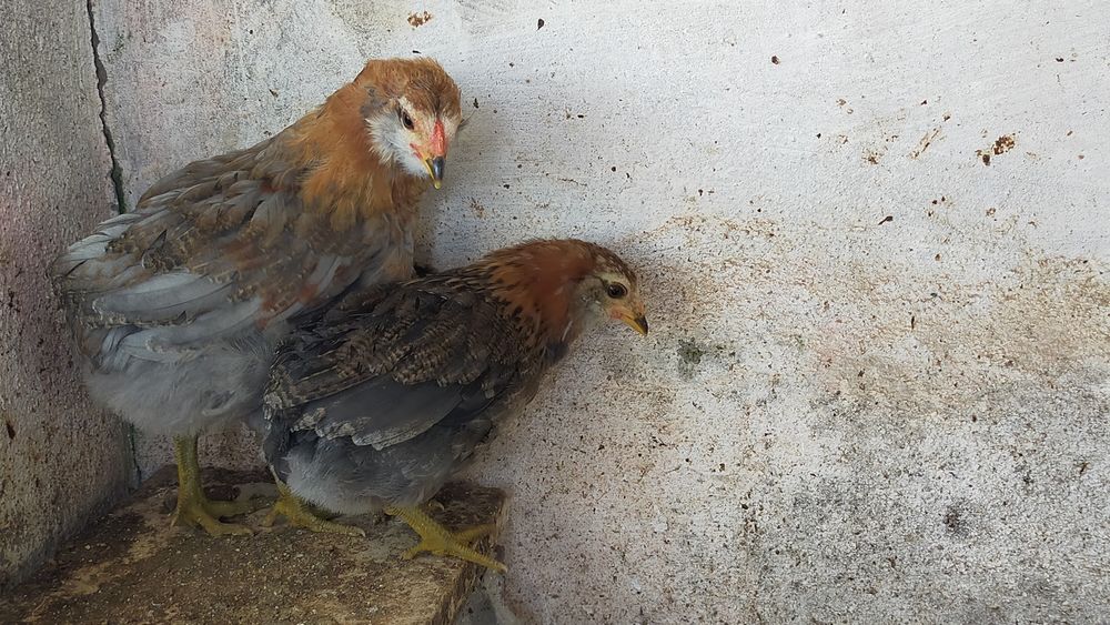 Pintos Araucana - Ovos azuis / verdes