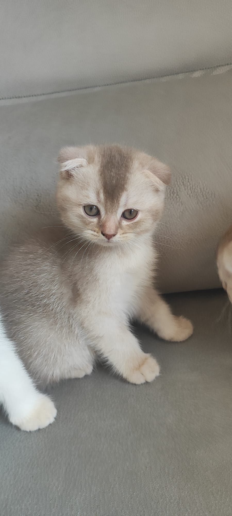 Gatinho scottish fold