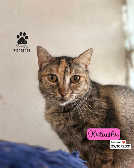 Gata tricolor tigrada para adoção ( Katiuska)