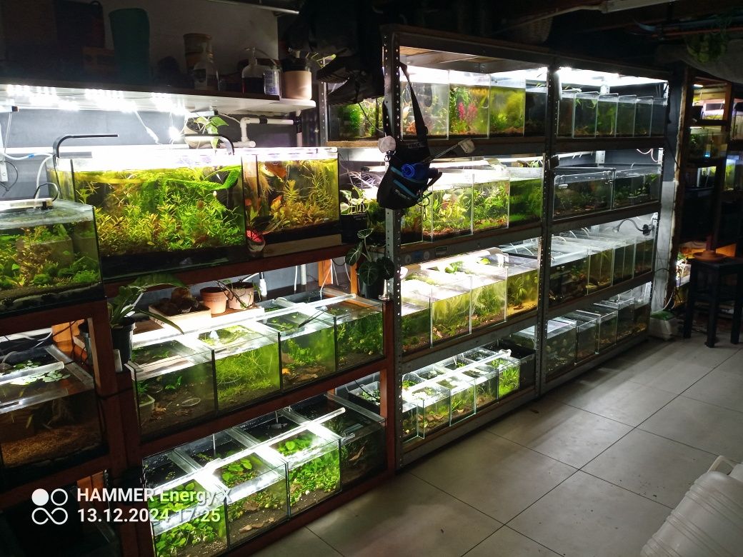 Akwarium ,Terrarium ,vivarium ,oczko wodne ,las w sloiku ...