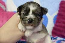 Biewer Terrier Blueberry suczka