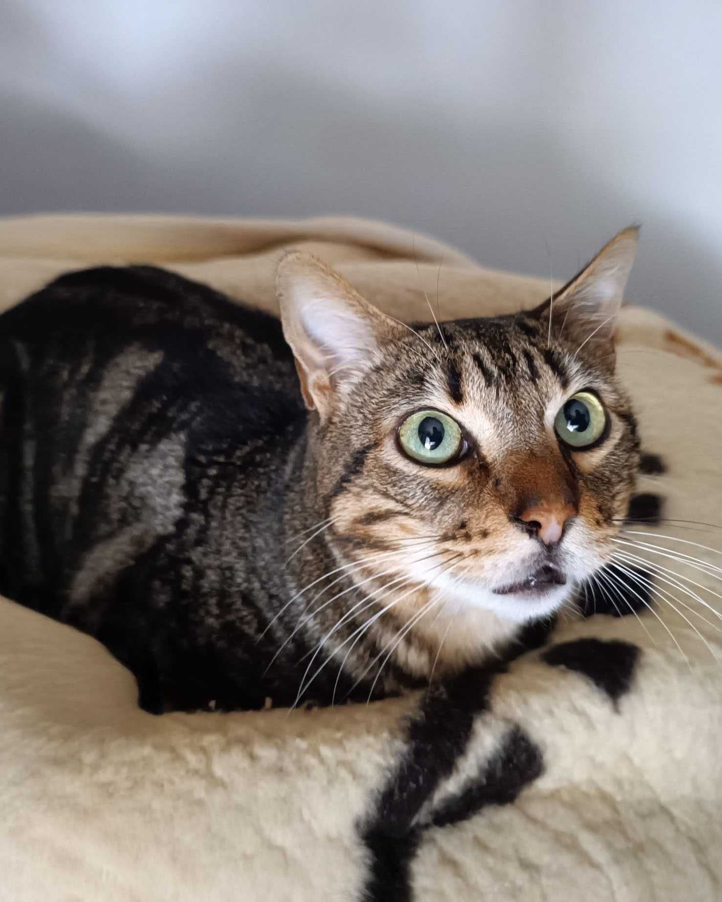 Setúbal / Margem Sul / Lisboa — KODI, gatinho para adoção